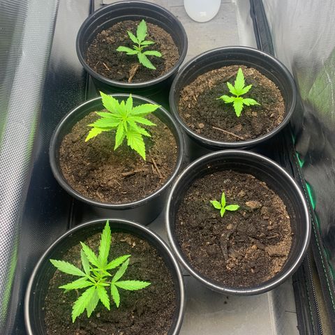 Sativa star mother 1&2 growlog photo: Boomerang, nutrients and continuously raising ph