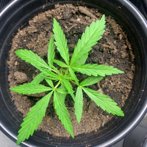 Sativa star mother 1&2 growlog timeline photo