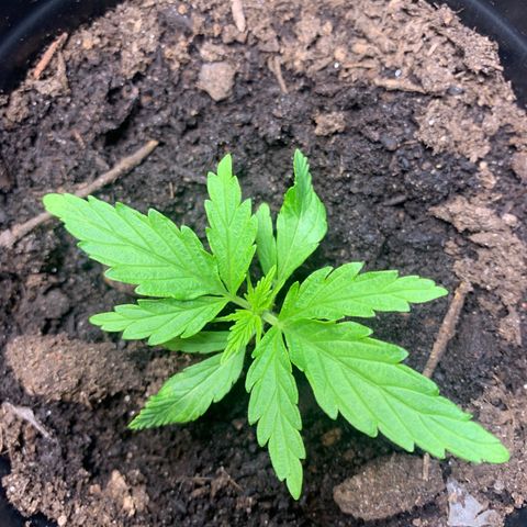 Sativa star mother 1&2 growlog timeline photo