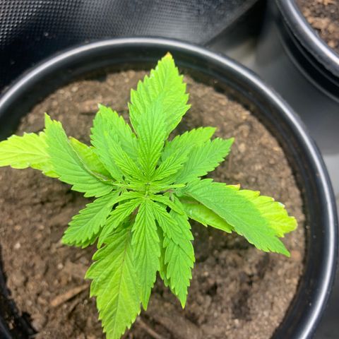 Sativa star mother 1&2 growlog timeline photo