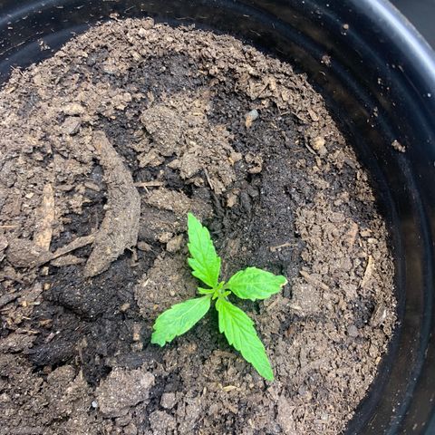 Sativa star mother 1&2 growlog timeline photo
