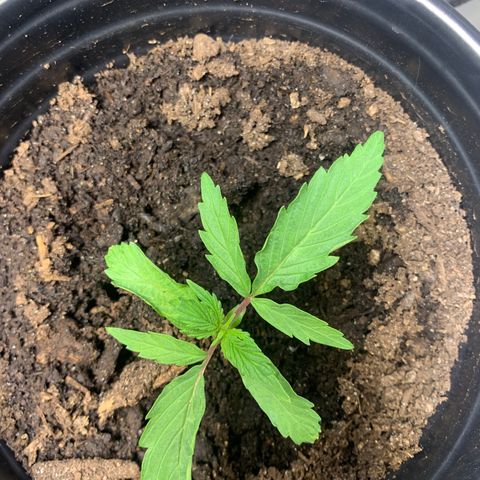Sativa star mother 1&2 growlog timeline photo