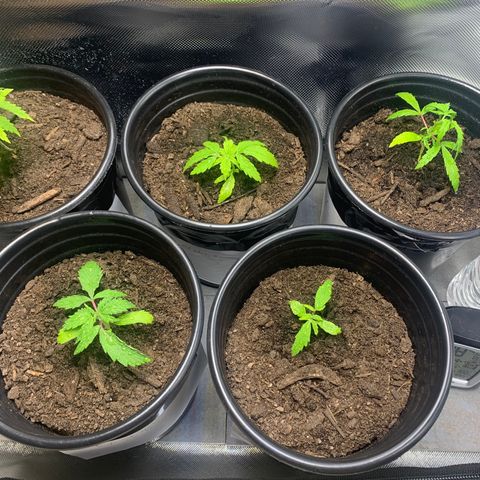 Sativa star mother 1&2 growlog timeline photo