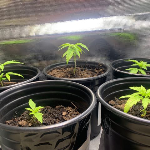Sativa star mother 1&2 growlog photo: Back row the 2 on the left where the ones topped. 