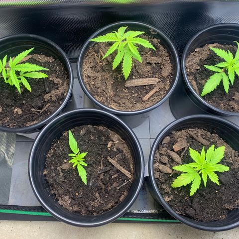 Sativa star mother 1&2 growlog photo: Back row the 2 on the left where the ones topped. 