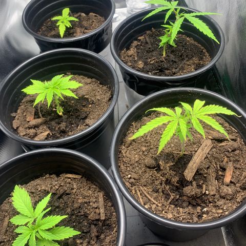 Sativa star mother 1&2 growlog timeline photo