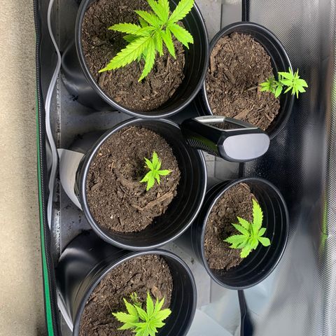 Sativa star mother 1&2 growlog timeline photo