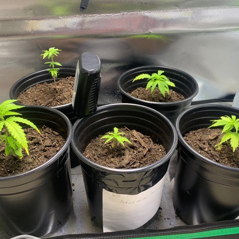 Sativa star mother 1&2 growlog timeline photo