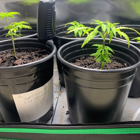 Sativa star mother 1&2 growlog timeline photo