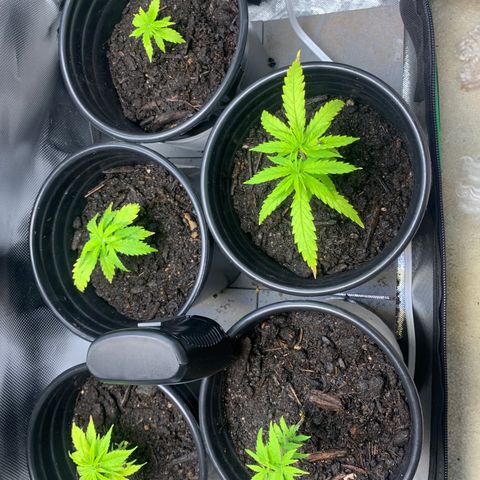 Sativa star mother 1&2 growlog timeline photo