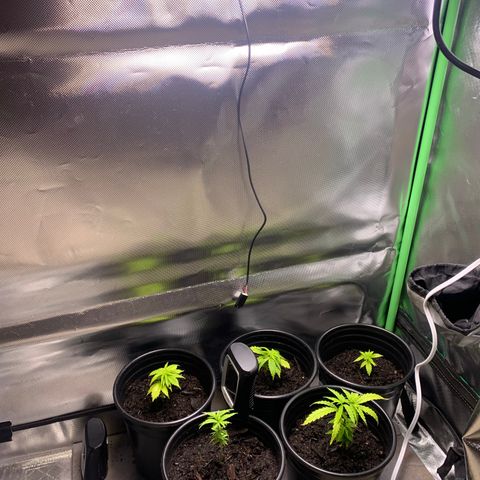 Sativa star mother 1&2 growlog timeline photo