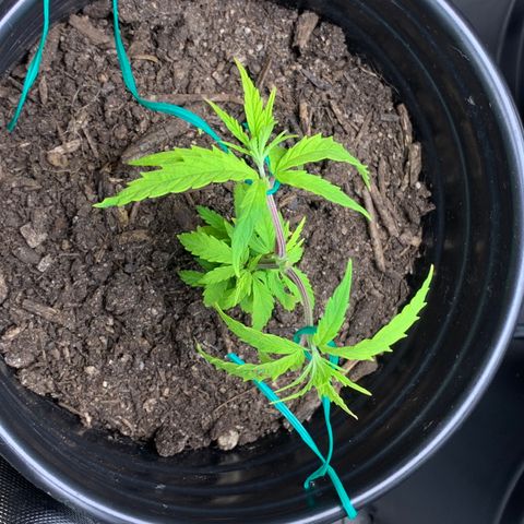 Sativa star mother 1&2 growlog photo: Lst