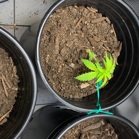 Sativa star mother 1&2 growlog photo: Lst