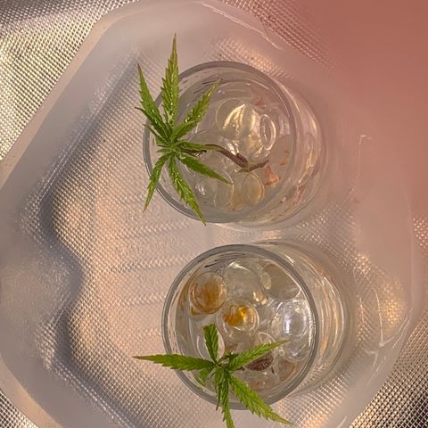 Sativa star mother 1&2 growlog photo: Topped mother plant again. Figured I’d try and clone two tops
