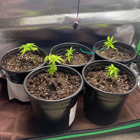 Sativa star mother 1&2 growlog photo: Topped plant 3
Changed Lst tie on plant 4
Changed soil to happy frog ocean forest