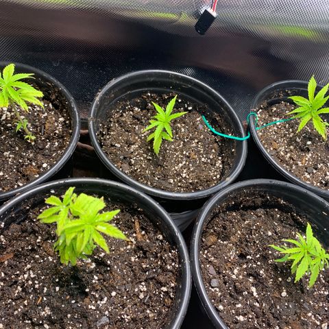 Sativa star mother 1&2 growlog photo: Topped plant 3
Changed Lst tie on plant 4
Changed soil to happy frog ocean forest