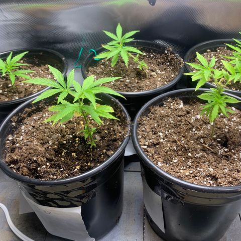 Sativa star mother 1&2 growlog photo: Plants taking real well to transplant in new soil