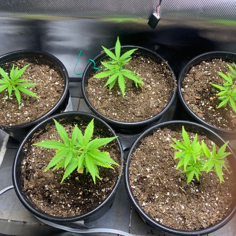 Sativa star mother 1&2 growlog photo: Plants taking real well to transplant in new soil