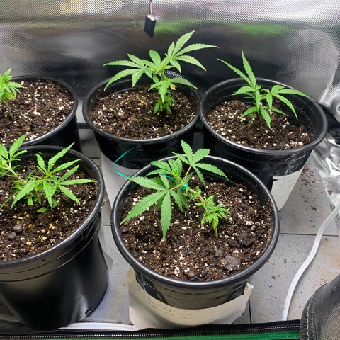 Sativa star mother 1&2 growlog photo: Slipped on #2, so I’m trying a couple cuttings in soil