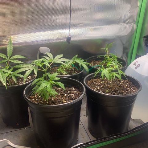 Sativa star mother 1&2 growlog timeline photo