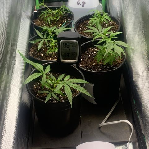 Sativa star mother 1&2 growlog timeline photo