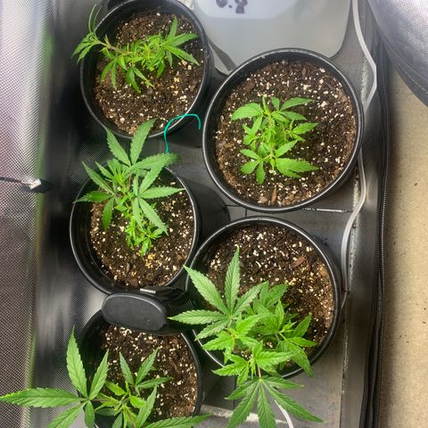 Sativa star mother 1&2 growlog timeline photo