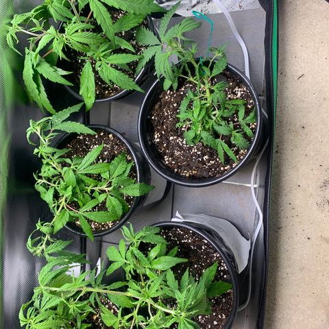Sativa star mother 1&2 growlog timeline photo