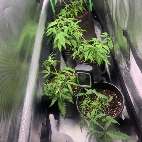 Sativa star mother 1&2 growlog photo: Transplanted mother 1 into 3 gallon pot