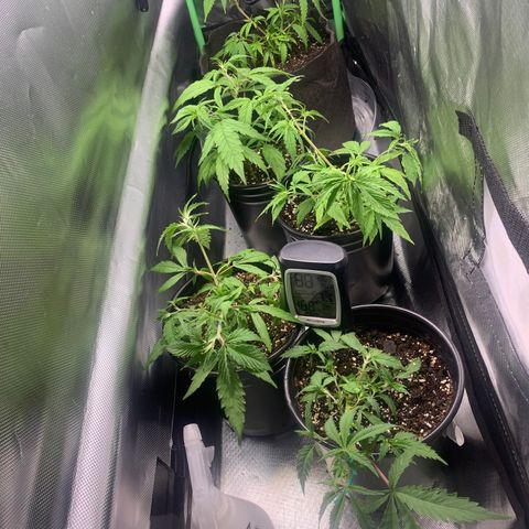 Sativa star mother 1&2 growlog timeline photo