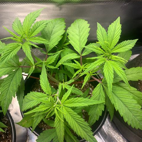 Sativa star mother 1&2 growlog photo: One plant