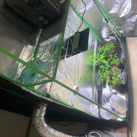Sativa star mother 1&2 growlog timeline photo