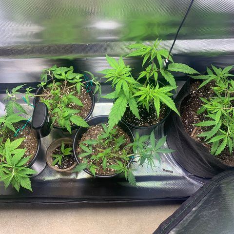 Sativa star mother 1&2 growlog timeline photo