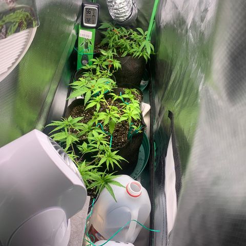 Sativa star mother 1&2 growlog timeline photo