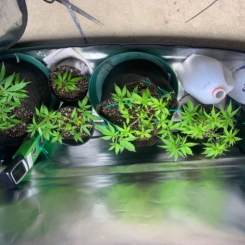 Sativa star mother 1&2 growlog timeline photo