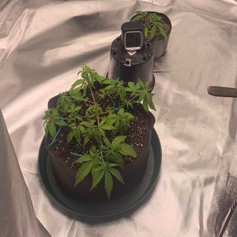 Sativa star mother 1&2 growlog photo: Mother plant 2 and her clone