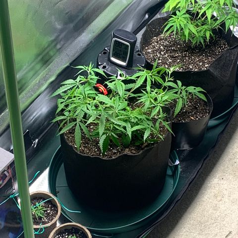 Sativa star mother 1&2 growlog photo: Sativa star In grow room 1&2