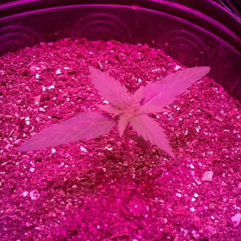 Moby-D growlog timeline photo