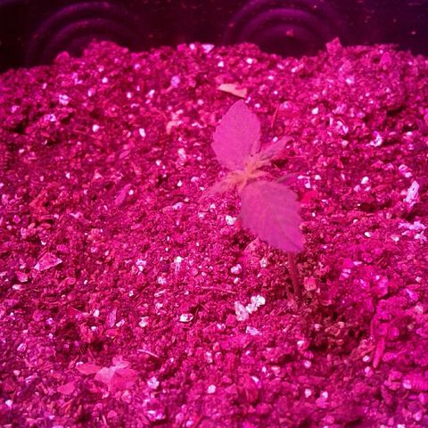 Critical +2 growlog timeline photo