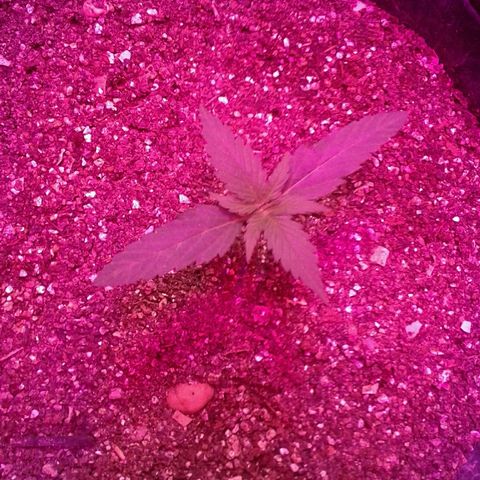 Moby-D growlog timeline photo