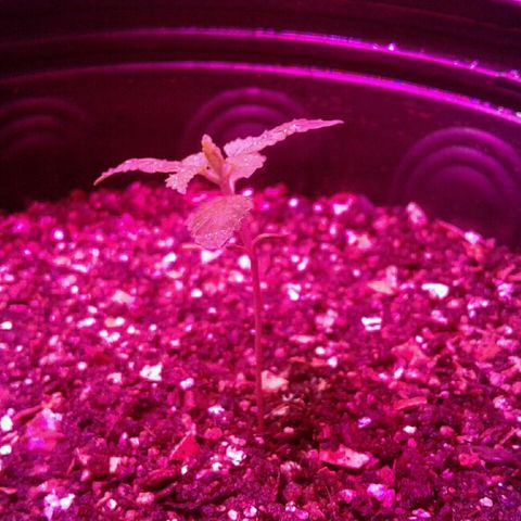Critical +2 growlog timeline photo