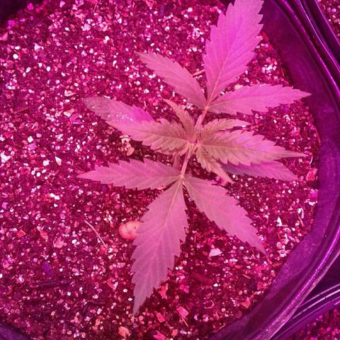 Moby-D growlog timeline photo