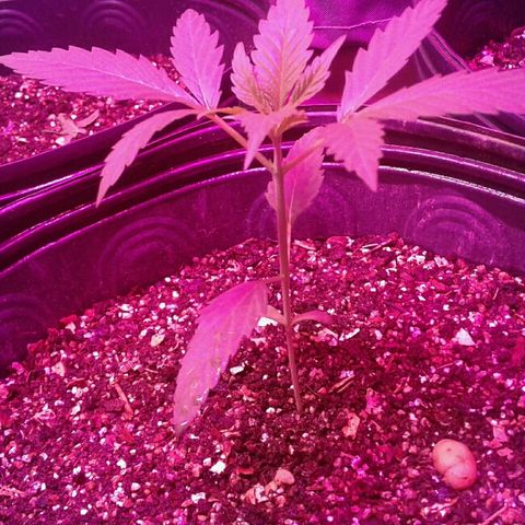 Moby-D growlog timeline photo