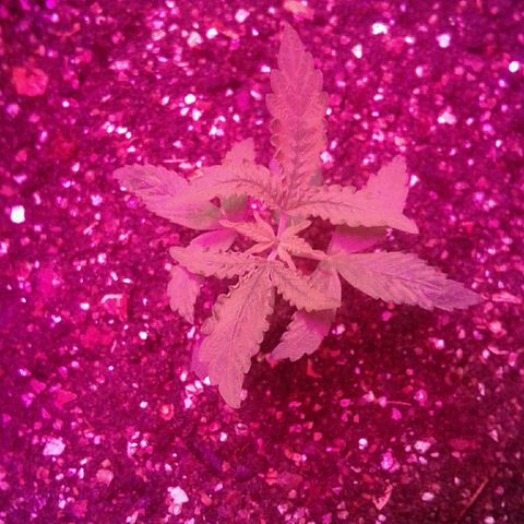 Critical +2 growlog timeline photo