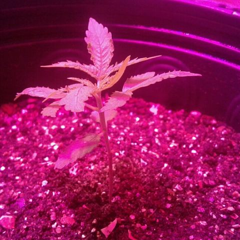 Critical +2 growlog timeline photo