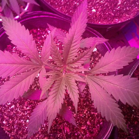 Moby-D growlog timeline photo