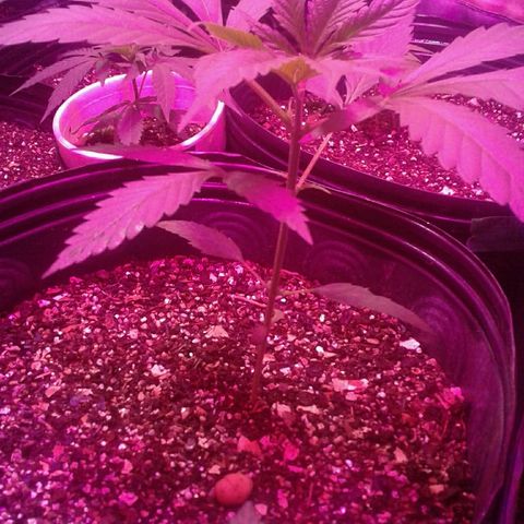 Moby-D growlog timeline photo