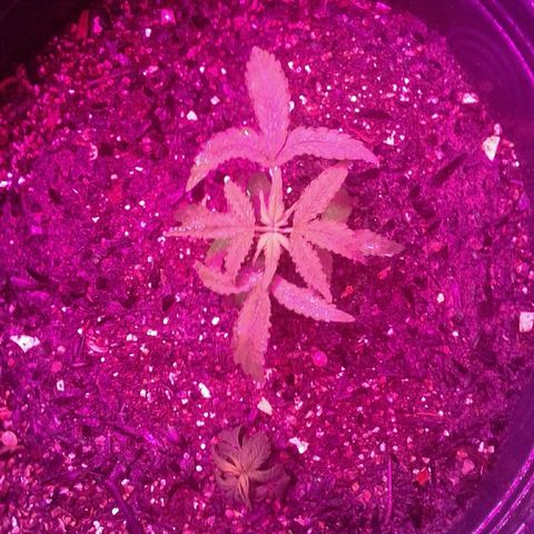 Critical +2 growlog timeline photo
