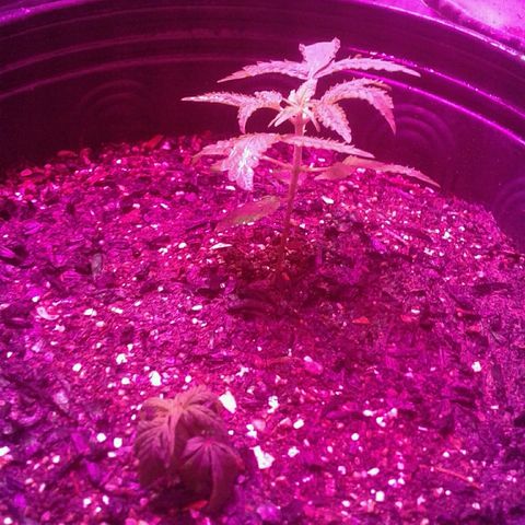 Critical +2 growlog timeline photo