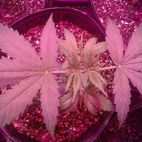Moby-D growlog timeline photo
