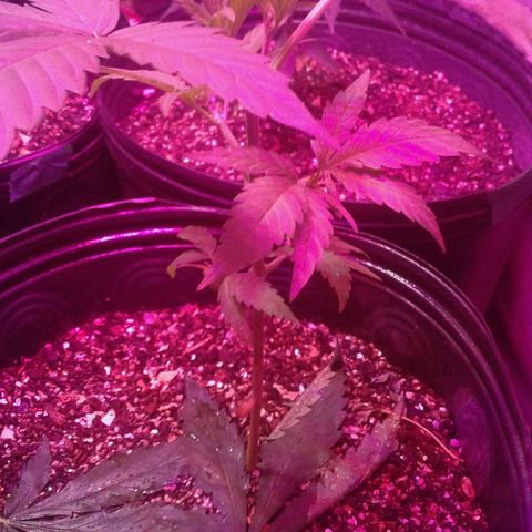 Moby-D growlog timeline photo